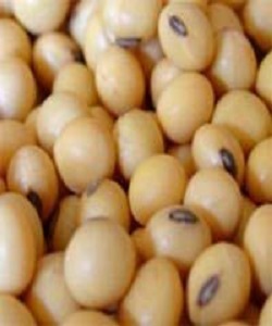 ORGANIC SOYBEAN SEEDS